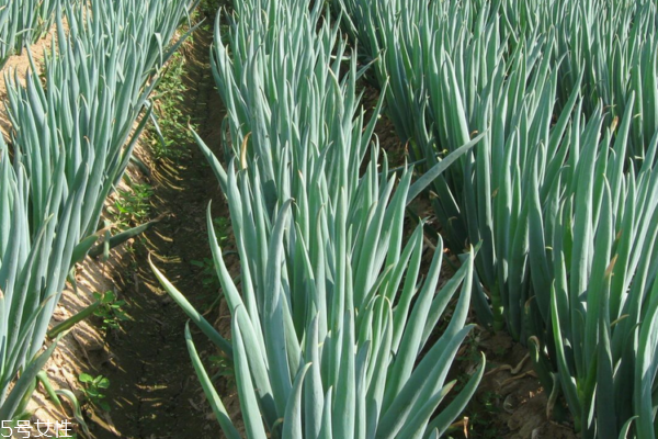 大蔥能和大蒜一起吃嗎 可以這樣搭 大蔥能和大蒜一起吃嗎 可以這樣搭