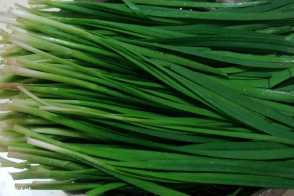 韭菜為什么要割三次 種韭菜必須知道這些 韭菜為什么要割三次 種韭菜必須知道這些
