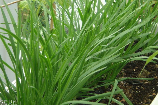 韭菜為什么要割三次 種韭菜必須知道這些 韭菜為什么要割三次 種韭菜必須知道這些