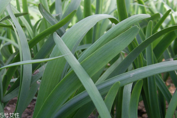 韭菜有什么營養(yǎng) 韭菜的營養(yǎng)成分很高 韭菜有什么營養(yǎng) 韭菜的營養(yǎng)成分很高