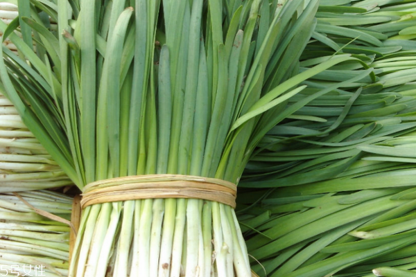 韭菜幾月份播種 春天最合適 韭菜幾月份播種 春天最合適