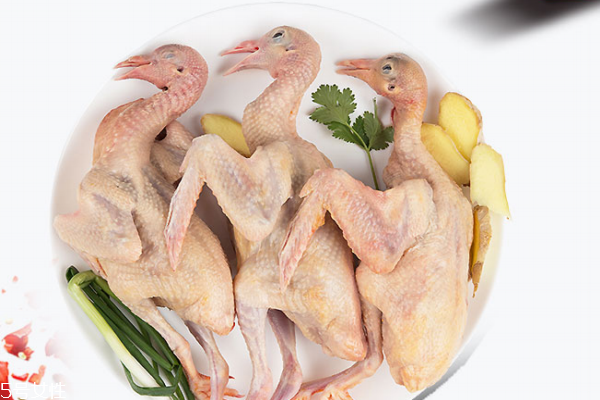 鴿子肉能天天吃嗎 不建議天天吃 鴿子肉能天天吃嗎 不建議天天吃