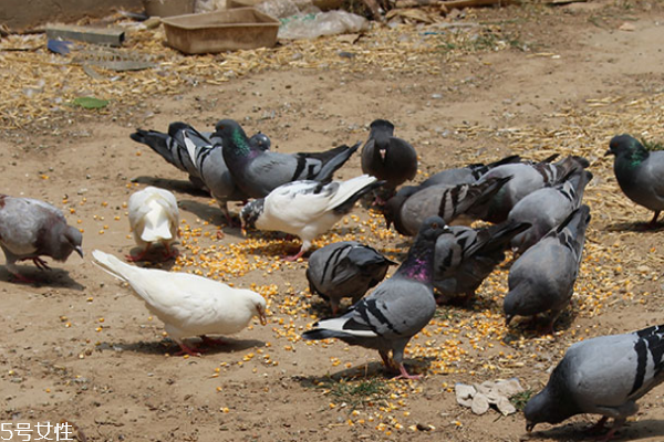 鴿子肉能下奶嗎 沒有相關(guān)資料 鴿子肉能下奶嗎 沒有相關(guān)資料