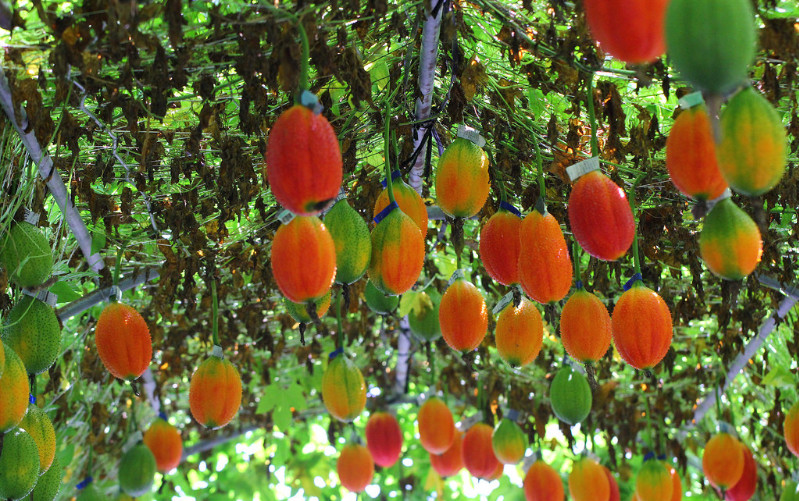 木鱉子是什么 木鱉子怎么吃 木鱉子是什么 木鱉子怎么吃