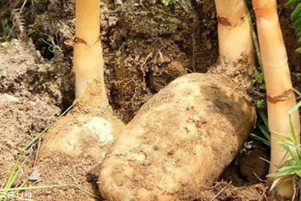 天麻怎么吃 食療效果好 天麻怎么吃 食療效果好