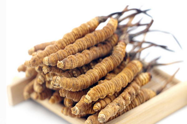 冬蟲夏草為什么苦 苦中回甘才是好蟲草 冬蟲夏草為什么苦 苦中回甘才是好蟲草
