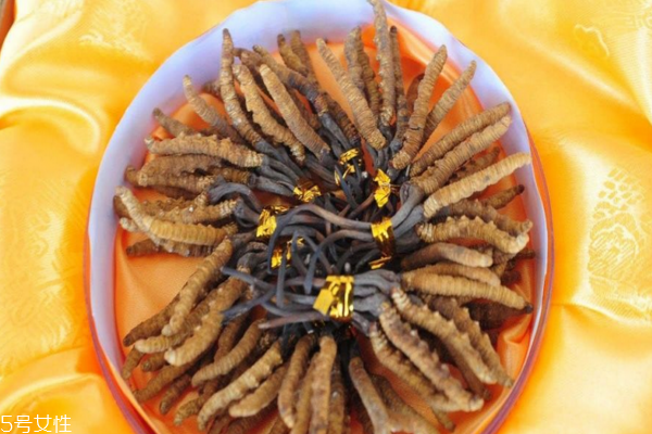 冬蟲夏草為什么苦 苦中回甘才是好蟲草 冬蟲夏草為什么苦 苦中回甘才是好蟲草