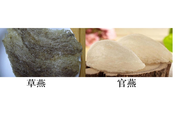 燕窩真假怎么分辨 注意3點再也不會上當(dāng)