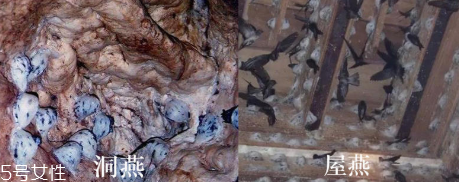 燕窩真假怎么分辨 注意3點再也不會上當(dāng)