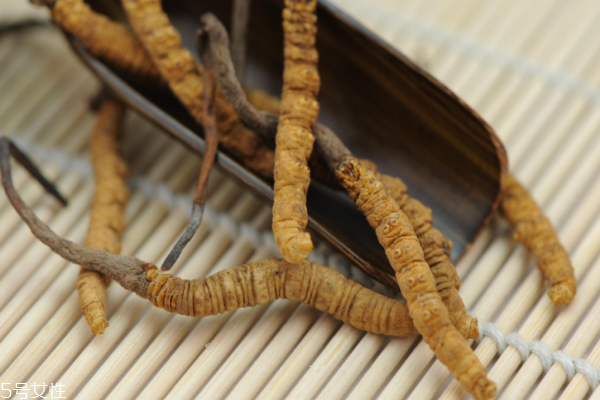 冬蟲(chóng)夏草怎么煲湯 蟲(chóng)草雞湯配方 冬蟲(chóng)夏草怎么煲湯 蟲(chóng)草雞湯配方