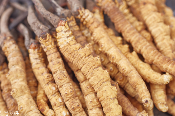 冬蟲(chóng)夏草怎么煲湯 蟲(chóng)草雞湯配方 冬蟲(chóng)夏草怎么煲湯 蟲(chóng)草雞湯配方