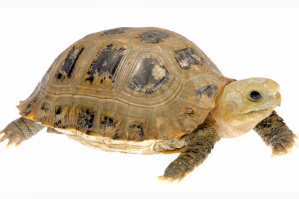 烏龜怎么殺 簡單方法教給你 烏龜怎么殺 簡單方法教給你