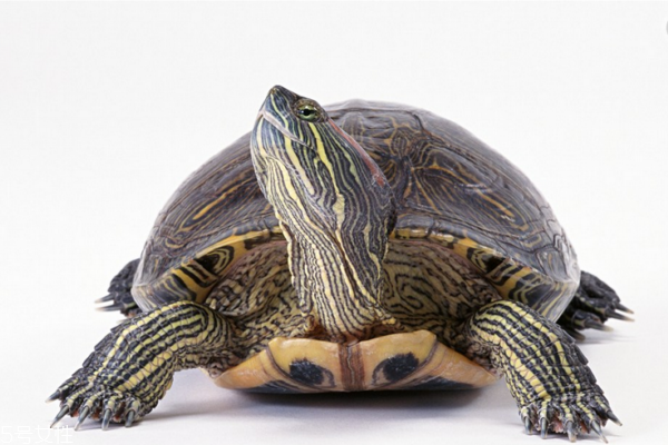 烏龜怎么殺 簡單方法教給你 烏龜怎么殺 簡單方法教給你