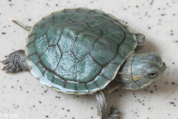 烏龜吃什么 雜食性動物 烏龜吃什么 雜食性動物