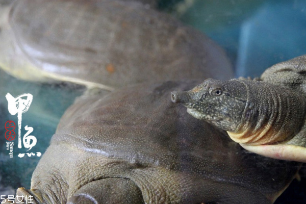 甲魚對身體有什么好處 好處多多 甲魚對身體有什么好處 好處多多