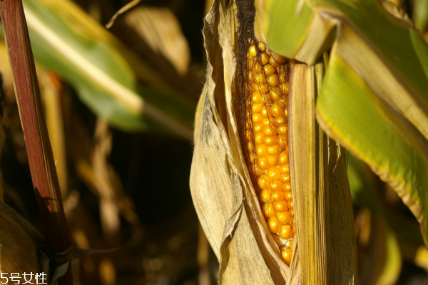 玉米為什么有不同顏色 品種不同 玉米為什么有不同顏色 品種不同