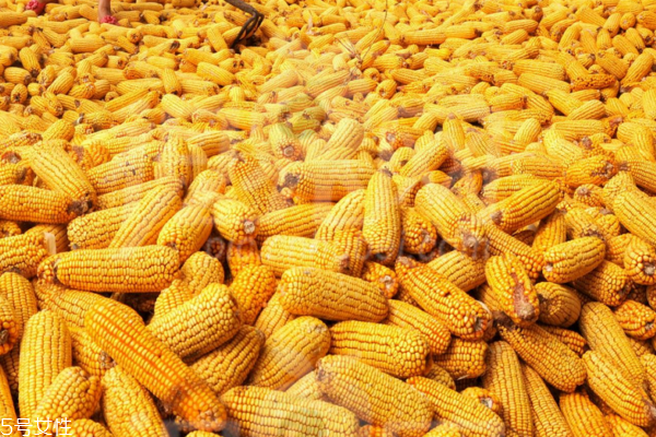 玉米怎么煮好吃 這樣煮出來(lái)最美味
