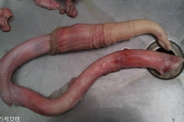 牛鞭是牛的哪個部位 不能說的秘密 牛鞭是牛的哪個部位 不能說的秘密