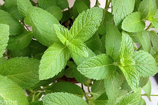 薄荷可以水培嗎 水培也能活 薄荷可以水培嗎 水培也能活