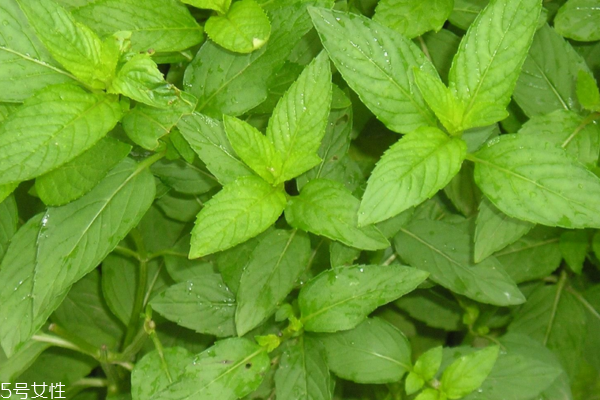 薄荷可以水培嗎 水培也能活 薄荷可以水培嗎 水培也能活