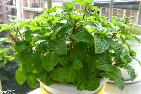 薄荷能除甲醛嗎 沒(méi)這個(gè)功能