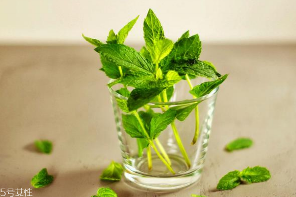 薄荷能除甲醛嗎 沒(méi)這個(gè)功能