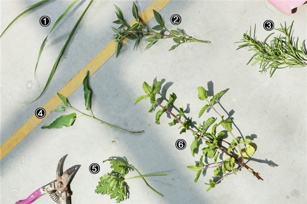 家里種什么植物可以驅(qū)蚊蟲(chóng) 這些植物還能入菜 家里種什么植物可以驅(qū)蚊蟲(chóng) 這些植物還能入菜