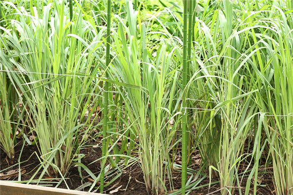 家里種什么植物可以驅(qū)蚊蟲(chóng) 這些植物還能入菜 家里種什么植物可以驅(qū)蚊蟲(chóng) 這些植物還能入菜