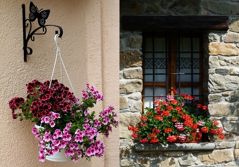 家里種什么植物可以驅(qū)蚊蟲(chóng) 這些植物還能入菜 家里種什么植物可以驅(qū)蚊蟲(chóng) 這些植物還能入菜