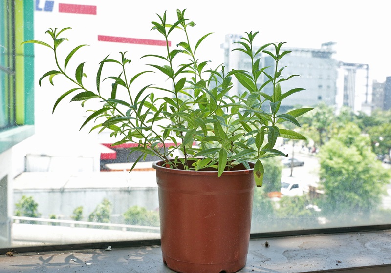 家里種什么植物可以驅(qū)蚊蟲(chóng) 這些植物還能入菜 家里種什么植物可以驅(qū)蚊蟲(chóng) 這些植物還能入菜