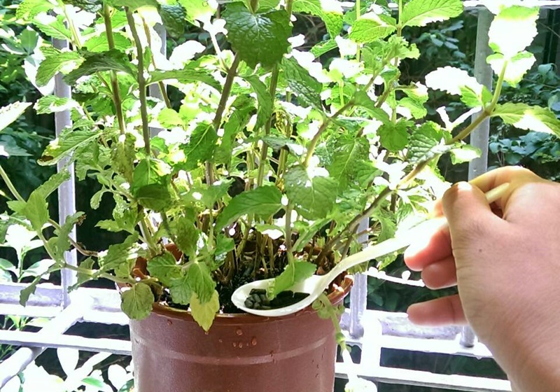 家里種什么植物可以驅(qū)蚊蟲(chóng) 這些植物還能入菜 家里種什么植物可以驅(qū)蚊蟲(chóng) 這些植物還能入菜