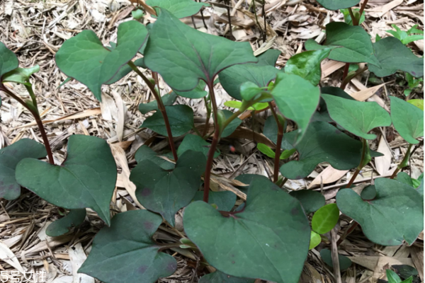 魚腥草是中藥嗎 古老中藥材 魚腥草是中藥嗎 古老中藥材