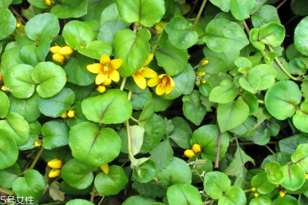 金錢草是銅錢草嗎 它們有區(qū)別 金錢草是銅錢草嗎 它們有區(qū)別