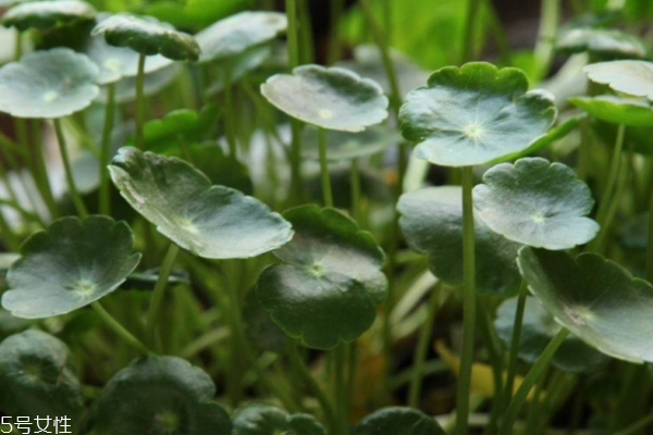 金錢草是銅錢草嗎 它們有區(qū)別 金錢草是銅錢草嗎 它們有區(qū)別