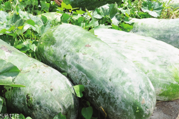 冬瓜為什么會酸 兩個原因 冬瓜為什么會酸 兩個原因