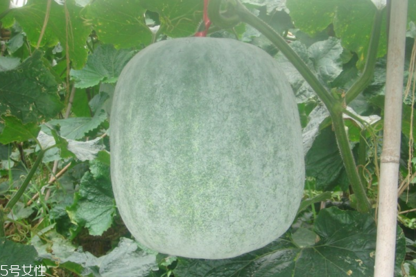 冬瓜為什么會酸 兩個原因 冬瓜為什么會酸 兩個原因