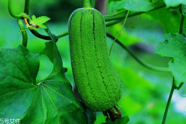 絲瓜有什么功效 功效多多 絲瓜有什么功效 功效多多