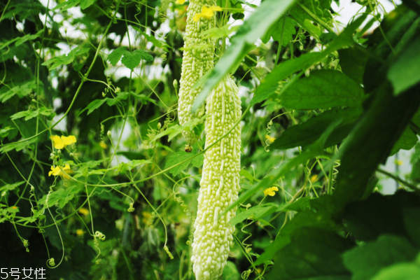 苦瓜為什么會變黃 苦瓜熟了 苦瓜為什么會變黃 苦瓜熟了