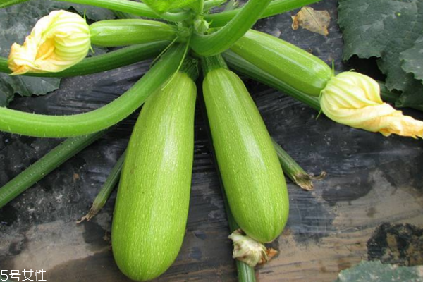 西葫蘆為什么發(fā)苦 有兩個(gè)原因 西葫蘆為什么發(fā)苦 有兩個(gè)原因