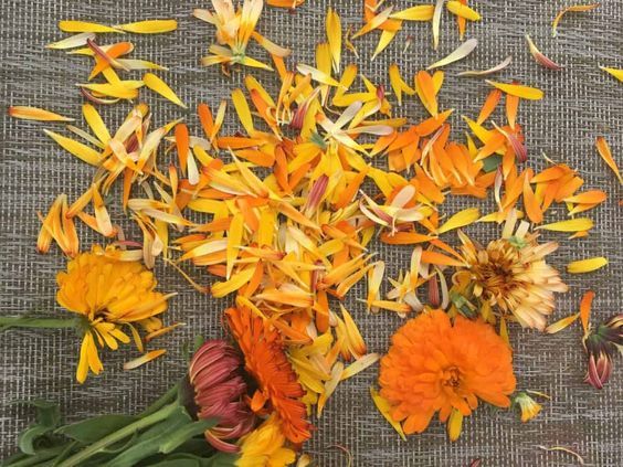 金盞花護(hù)膚品自制教程 3樣diy金盞花護(hù)膚品 金盞花護(hù)膚品自制教程 3樣diy金盞花護(hù)膚品