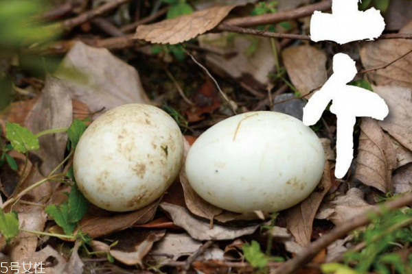 鴨蛋有什么營養(yǎng)價值 營養(yǎng)多多 鴨蛋有什么營養(yǎng)價值 營養(yǎng)多多