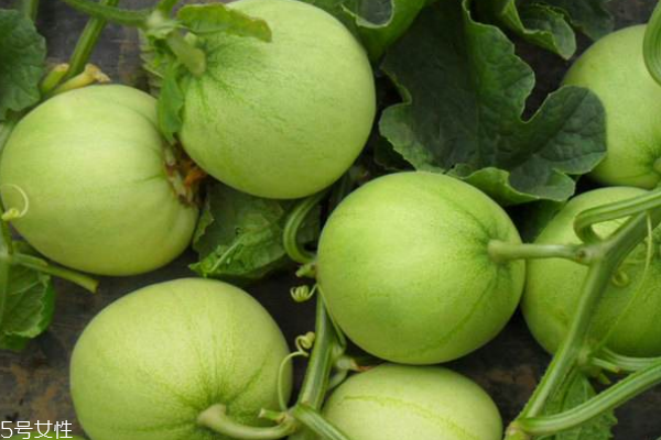 香瓜切開(kāi)后能放多久 最好當(dāng)天吃完 香瓜切開(kāi)后能放多久 最好當(dāng)天吃完