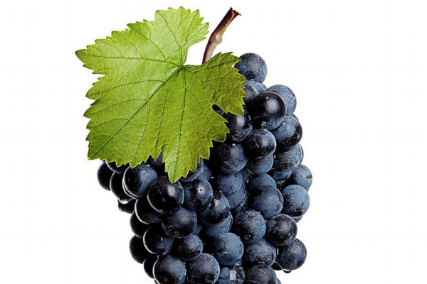 葡萄為什么要套袋 因?yàn)楹锰幎喽? alt=