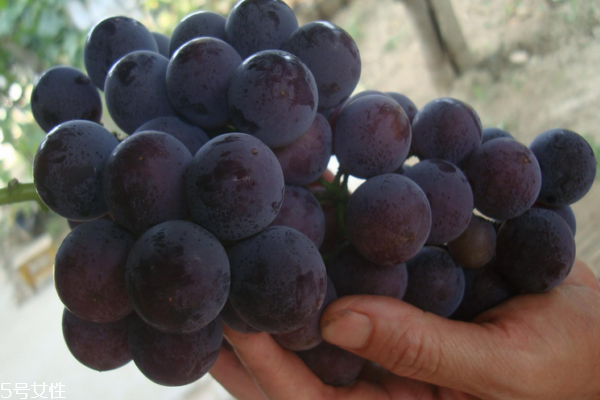 葡萄為什么會(huì)爛 有三個(gè)主要原因 葡萄為什么會(huì)爛 有三個(gè)主要原因