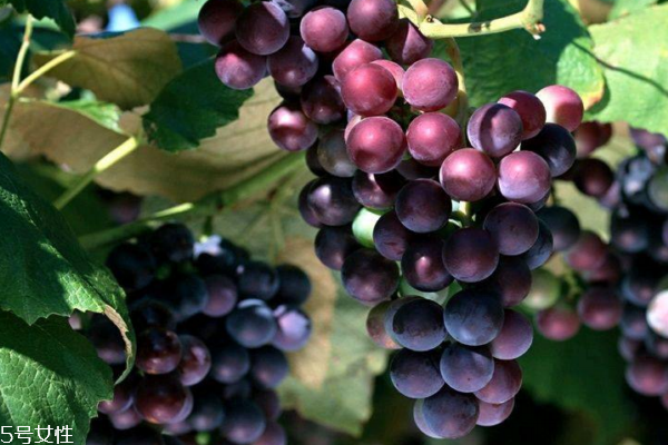 葡萄為什么會(huì)爛 有三個(gè)主要原因 葡萄為什么會(huì)爛 有三個(gè)主要原因
