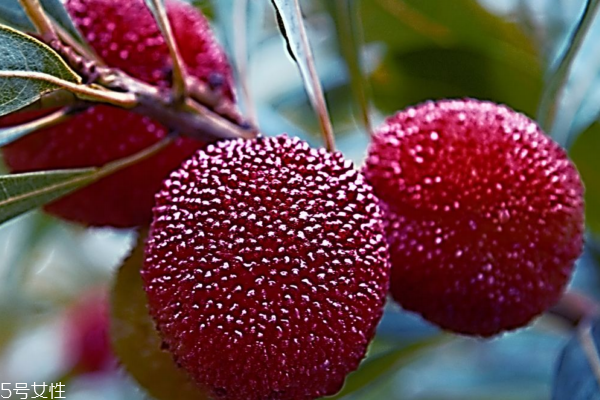 楊梅泡酒能放多長時(shí)間 喝它一定要看