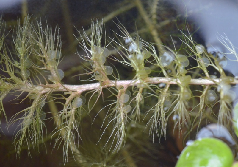 食蟲植物有哪些 食蟲植物哪些最好養(yǎng) 食蟲植物有哪些 食蟲植物哪些最好養(yǎng)