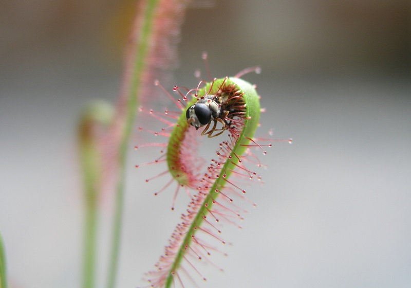 食蟲植物有哪些 食蟲植物哪些最好養(yǎng) 食蟲植物有哪些 食蟲植物哪些最好養(yǎng)