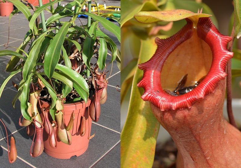 食蟲植物有哪些 食蟲植物哪些最好養(yǎng) 食蟲植物有哪些 食蟲植物哪些最好養(yǎng)