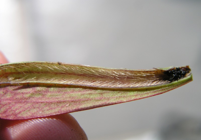 食蟲植物有哪些 食蟲植物哪些最好養(yǎng) 食蟲植物有哪些 食蟲植物哪些最好養(yǎng)